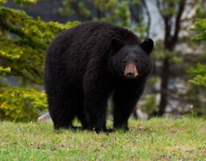 Черный медведь фото